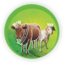Qurban icon